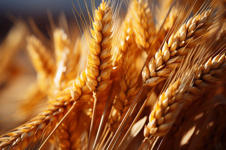 Sunlit Serenity Closeup Image of Wheat Field with Sunrise Crafted by Generative AIの素材