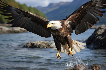 A shot of An adult bald eagle Haliaeetus leucocephalus ready for hunting concept Generative AIの素材