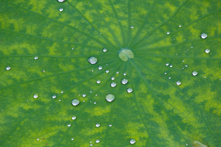 hydrophobic of lotus leafの写真素材