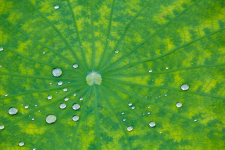 hydrophobic of lotus leafの写真素材