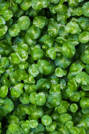 pennywortの写真素材