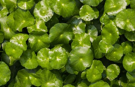 pennywortの写真素材