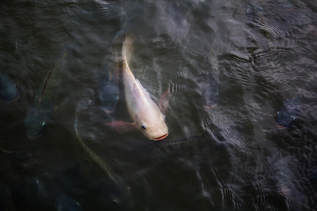 Fish in riverの写真素材