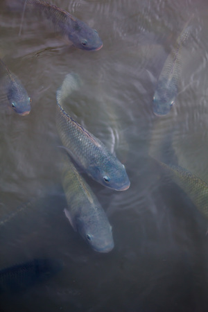 Fish in riverの写真素材