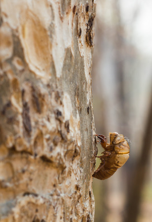 Change for growthの写真素材