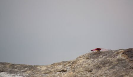 Dragonflyの写真素材