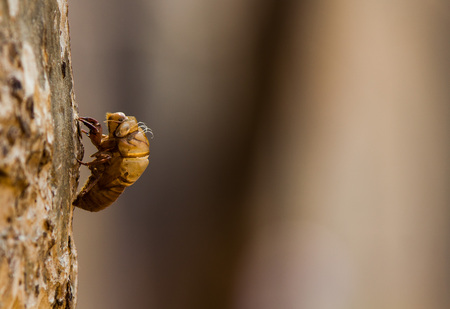 Change for growthの写真素材