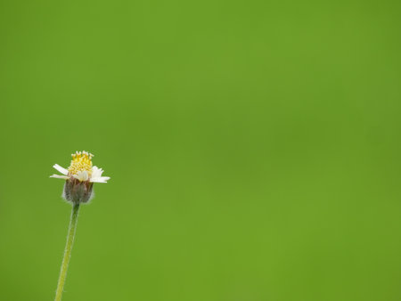 Grass flowers are born on the natural side of the road.の写真素材