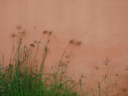The wall was abandoned because it was not in use and was overgrown with grass.の写真素材