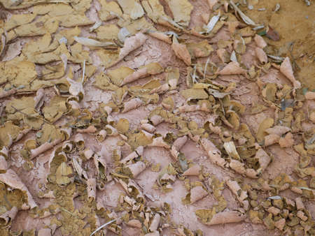 Caused by drought and water shortage.の写真素材