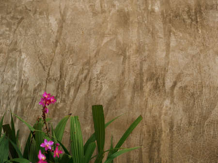 Cement wallpapers have beautiful flowers.の写真素材