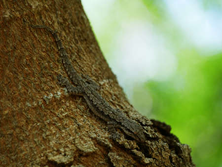 A lizard hiding in a tree.