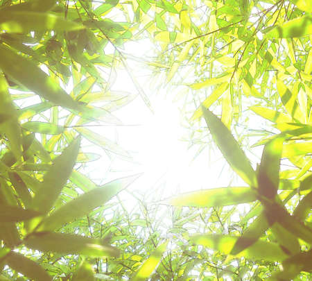 Background picture of green and shining bamboo branchesの写真素材