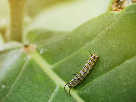 The caterpillar is climbing on the green leaf.