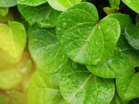 water droplets on leaves after heavy rainの写真素材