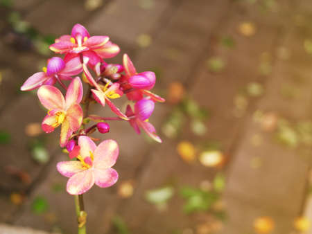 Purple and orange orchids bloom beautifully in the light.