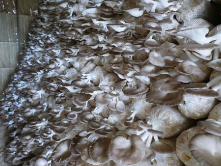 Cultivation of crops in rural fields Mushrooms are blooming and growing through experimental cultivation. biotechnology genetics Eating vegetarian is healthy.の写真素材