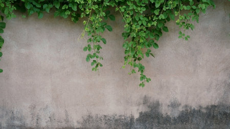 The old cement wall was weathered, the surface was scratched, the surface was scratched and damaged. For a mysterious retro-conservative background.の写真素材