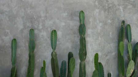 The old cement wall was weathered, the surface was scratched, the surface was scratched and damaged. For a mysterious retro-conservative background.の写真素材