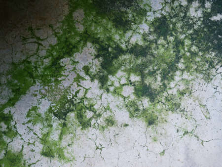 Stains on the cement floor form a green mold.の写真素材