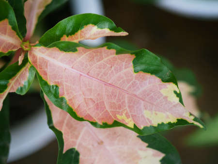Variegated plants or beautifully shaped leaves outdoors in rare natural colors. is becoming popular...