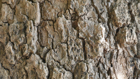 Rough tree bark texture with deep grooves and natural patterns.