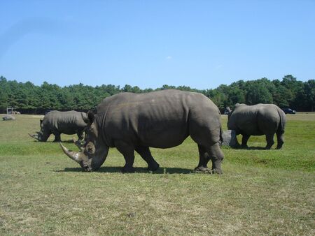 Rhinocerosの写真素材