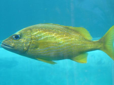 Yellow Fishの写真素材