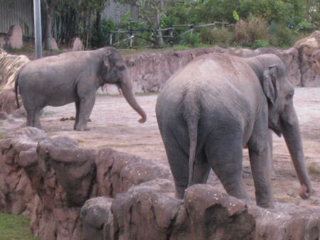 Elephants
