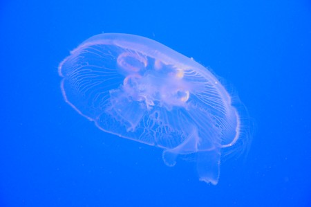 Jellyfish
