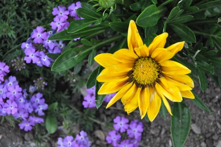 Sunflowerの写真素材