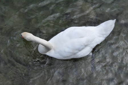 Swanの写真素材