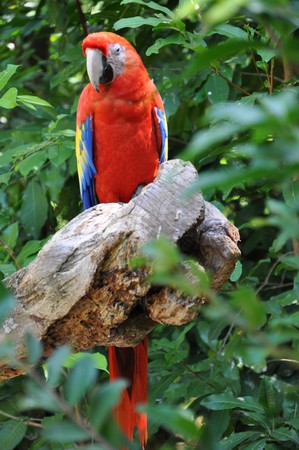 Parrot