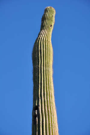 Cactusの写真素材
