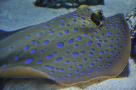 Spotted Stingray