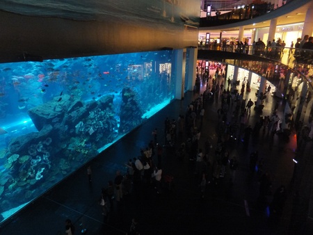 DUBAI, UAE - DECEMBER 25: View of the aquarium at Dubai Mall in Dubai, on Decemebr 25, 2011. It is the largest indoor aquarium in the world at a length of 50 meters. のeditorial素材
