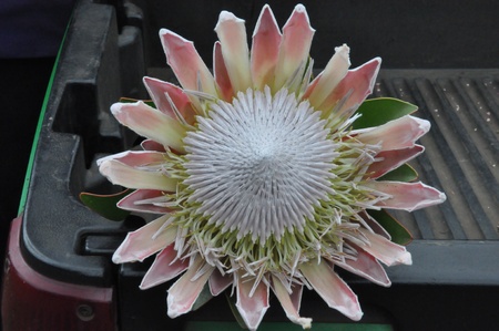 King Protea Flower