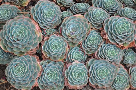 Hens and Chicks or House leek Succulent