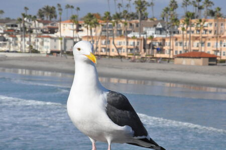Seagull in Oceanside, Californiaの写真素材