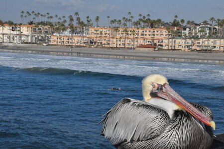 Pelican in Oceanside, Californiaの写真素材