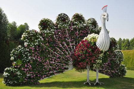 Dubai Miracle Garden, in the UAE, has over 45 million flowers のeditorial素材