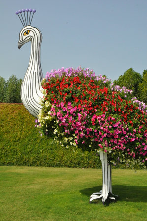 Dubai Miracle Garden, in the UAE, has over 45 million flowers のeditorial素材