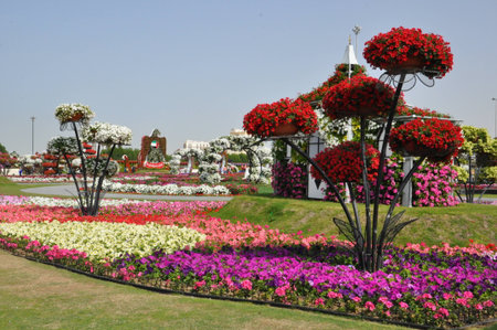 Dubai Miracle Garden, in the UAE, has over 45 million flowers のeditorial素材