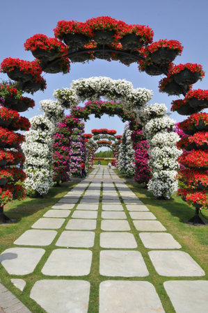 Dubai Miracle Garden, in the UAE, has over 45 million flowers のeditorial素材