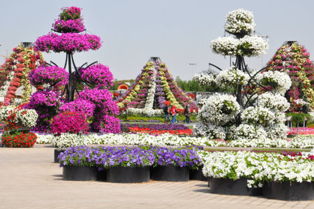 Dubai Miracle Garden, in the UAE, has over 45 million flowers のeditorial素材