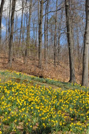 Daffodils at Hubbard Park in Meriden Connecticutの写真素材