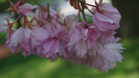 Flowersの写真素材