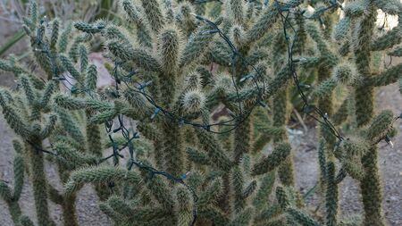 Cactus Plant