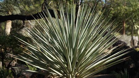 Cactus Plantの写真素材