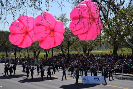 The 2016 National Cherry Blossom Parade in Washington DC